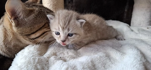 süße BKH - Bengal mix  Bild 3