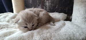 süße BKH - Bengal mix  Bild 2