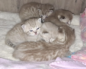 süße BKH - Bengal mix  Bild 4