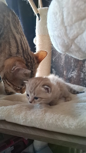 süße BKH - Bengal mix  Bild 5