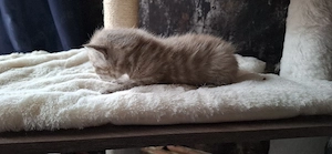 süße BKH - Bengal mix  Bild 10