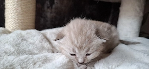 süße BKH - Bengal mix  Bild 7