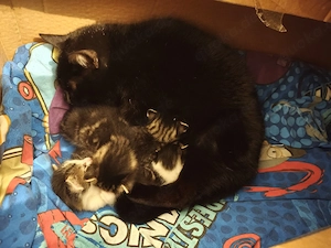 Süße Katzenbabys suchen ein liebevolles Zuhause 