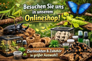 Paraspirobolus lucifugus