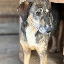 Tashima ca. 48 cm   die Hübsche