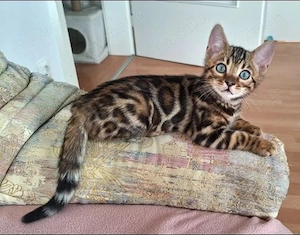 Ich habe ein sehr liebes und verspieltes reinrassiges Bengalkätzchen, 