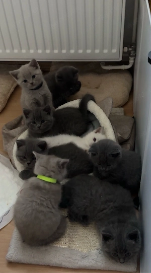 BKH Reinrasig zuckersüße Baby ;)