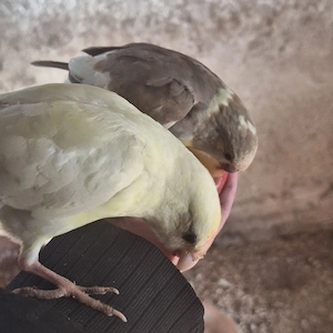 verkaufe 1 pärchen ziegensittiche