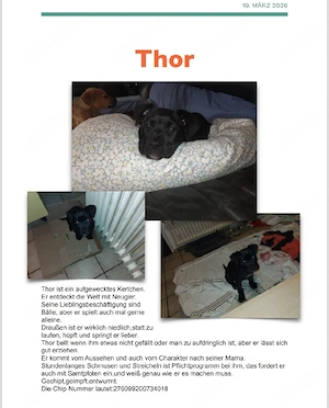 5 Wundervolle welpen 