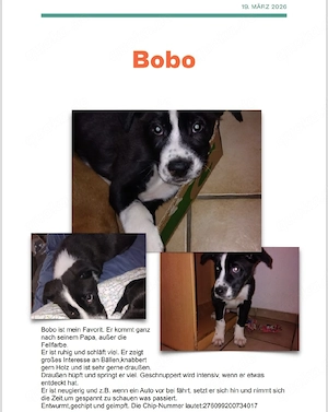 Cane Corso Mischlingswelpe