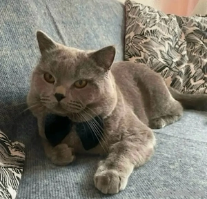 BKH Reinrassige Deckkatter (kein Verkauf)