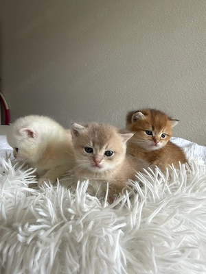 BKH kitten in golden silver shaded tabby zu verkaufen *britisch kurzhaar kitten*