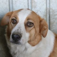 Frodo L ca. 55 cm der Pechvogel