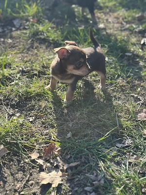 Chihuahua Mix Bild 3