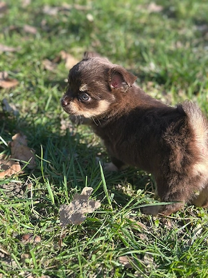 Chihuahua Mix Bild 4