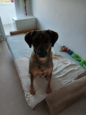 Mus dringend meine hündin verkaufen