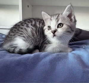 BKH Kitten Junge sucht noch sein Zuhause 