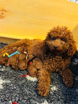 Wunderschöne Toypudel   Zwergpudel Welpen sind unterwegs!