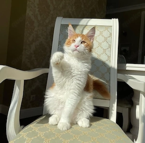 Bezaubernde Maine-Coon-Kätzchen suchen ein liebevolles Zuhause   