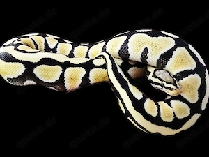 1.0 Pastel Desert Ghost 