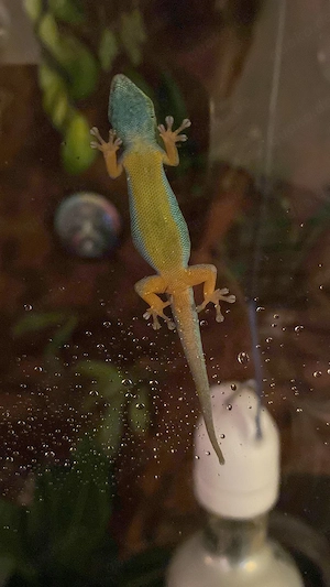 4 Himmelblaue Zwergtaggeckos (Lygodactylus williamsi)  Bild 4