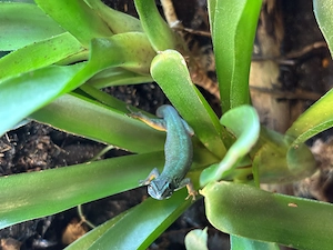 4 Himmelblaue Zwergtaggeckos (Lygodactylus williamsi)  Bild 2