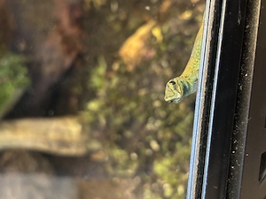 4 Himmelblaue Zwergtaggeckos (Lygodactylus williamsi)  Bild 3