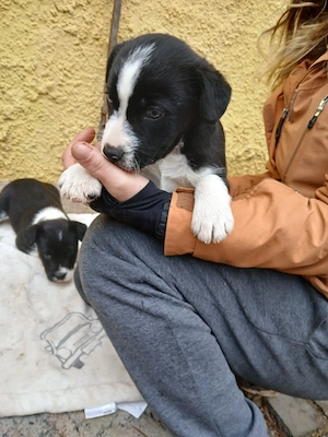 Border Mischlingswelpen 