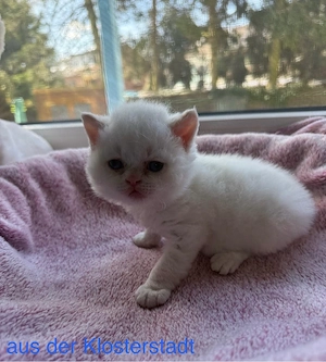 Selkirk Rex Lockenbärchen, aus der Klosterstadt