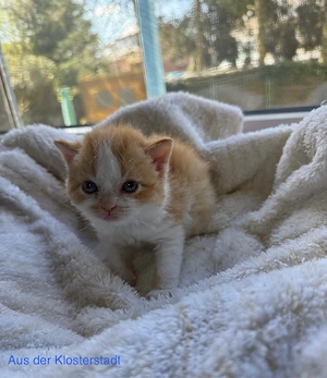 Selkirk Rex Lockenbärchen, aus der Klosterstadt