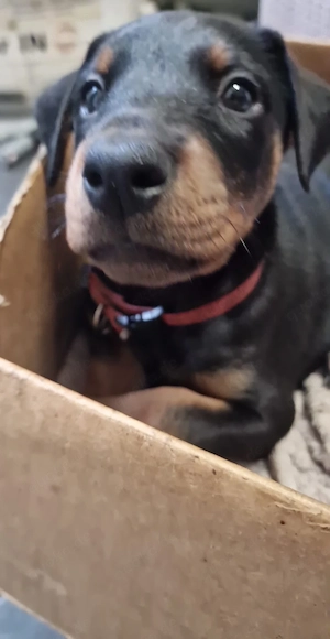 Wunderschöne Dobermann Welpen