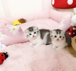 Zuckersüsse Reinrassige Bkh Kitten