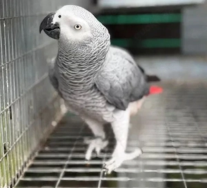 Meine handaufgezogenen Graupapageien   liebenswert, anhänglich und bereit für ein neues Zuhause!