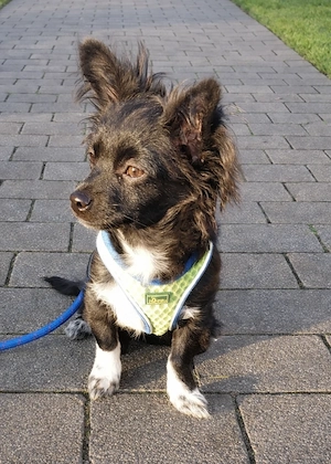 Chihuahua Welpe  Rüde Langhaar