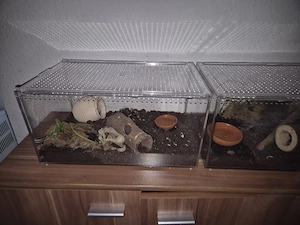 Vogelspinne Brachypelma 