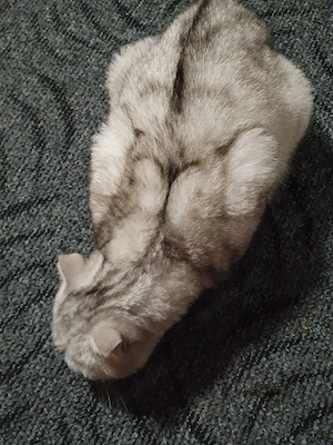 Schweren Herzens suchen wir ein neues, liebevolles Zuhause für unsere wunderschöne, kurzhaarige Katz