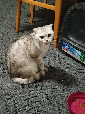 Schweren Herzens suchen wir ein neues, liebevolles Zuhause für unsere wunderschöne, kurzhaarige Katz