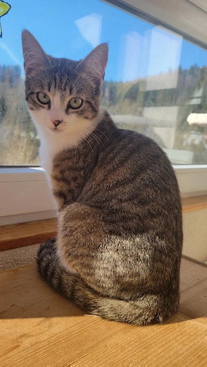 Süßes Kitten sucht neues Zuhause 