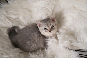 Reinrassige BKH Kätzchen - Britisch Kurzhaar Kitten