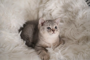 Reinrassige BKH Kätzchen - Britisch Kurzhaar Kitten