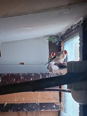 1 Paar Stieglitze. FEST PREIS 