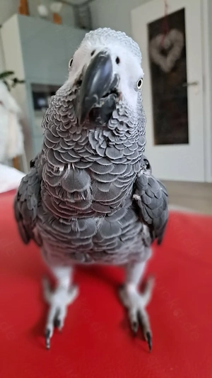 Suche weiblichen Graupapageien 