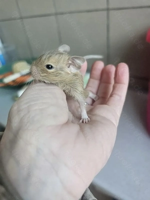 Degubabys bald zur Abgabe 