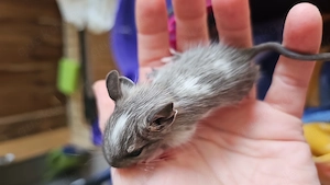 Degubabys bald zur Abgabe 