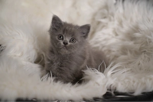BLH Britisch Langhaar Kitten reinrassig
