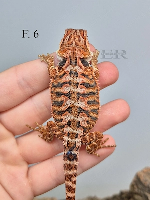Bartagame (Pogona vitticeps) Weibchen 