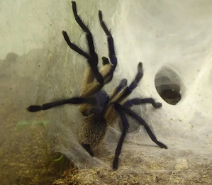 1.0 Monocentropus balfouri adult RH 12 25