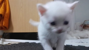 Ich suche Dich Mama Main Coon Papa BKH