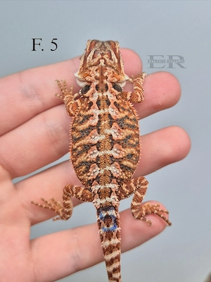 Bartagame (Pogona vitticeps) Weibchen 