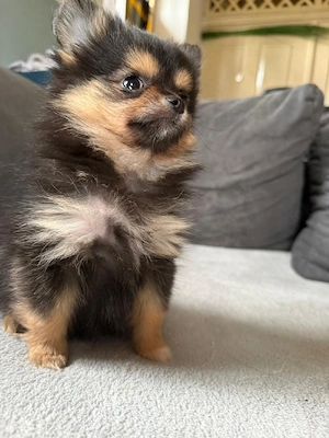 Pomchi Welpe Hündin sucht ab sofort 